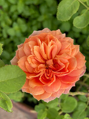 Pink roses in the garden of pink roses. Blooming Roses on the Bush. Growing roses in the garden. Toned with color filter and soft noise to get old camera effect. Soft focus and blurred.