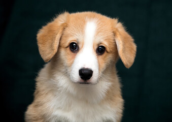 cute welsh corgi puppy looking at the camera