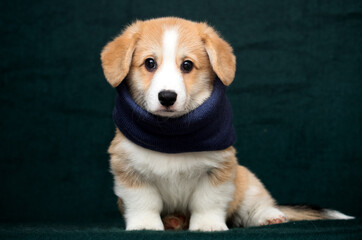 cute welsh corgi puppy in a scarf