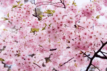 Spring floral background in nature. Cherry or sakura branch blossoming during flowering. Flowers and buds of cherry trees on a tree in spring.