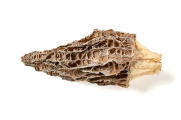 top view morel on a white background