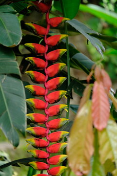 Heliconia rostrata the hanging lobster claw or false bird of paradise, is a herbaceous perennial plant native to El Salvador, Peru, Bolivia, Colombia, Venezuela, Costa Rica, and Ecuador. blurred image