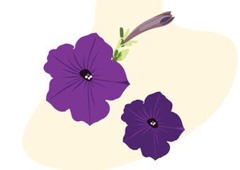 petunia flower