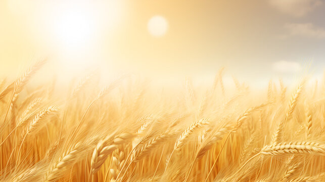 Nature's Symphony: Sunlight Bathes the Abundant Golden Wheat Fields in the Warm Embrace of a Perfectly Sunny Day
