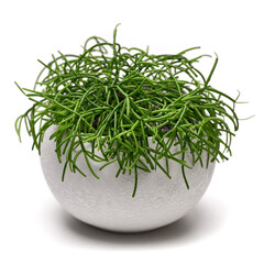 Potted Ripsalis house plant in white ceramic pot on white background