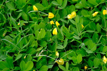 Arachis Pintoi is the Latin name for these yellows, an ornamental plant of beans that has yellow flowers. This plant covers the surface of the soil with its green leaves. Beautiful yellow flowers. 