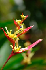 Obraz premium Heliconia psittacorum is a species of flowering ornamental plant native to the Caribbean and South America. blurred image. 