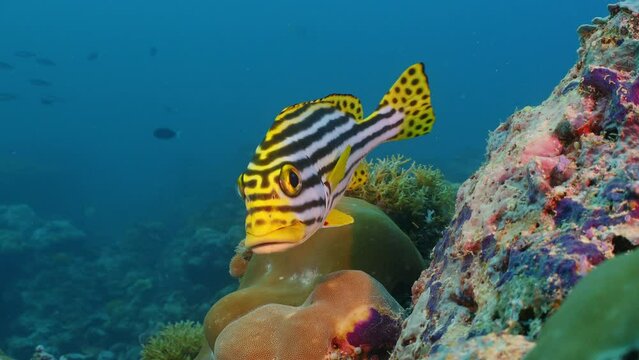 Bright yellow colourful tropical fish with black stripes swims above a coral reef