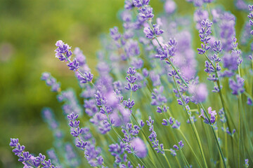 Obraz premium Selective focus on purple lavender flowers on blur background. Lavender field under the sunset in summer
