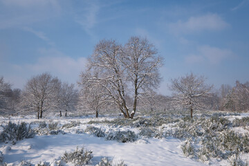 Obraz na płótnie Canvas Winter time, beautiful snow landscape impressions, white landscape