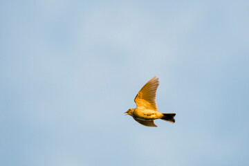 Feldlerche in der Abendsonne während der Balz