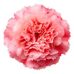 A single carnation top view isolated on white background