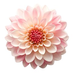 Fototapeta premium A single piece of dahlia top view isolated on white background