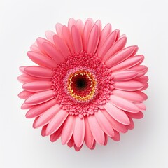 A single piece of gerbera top view isolated on white background