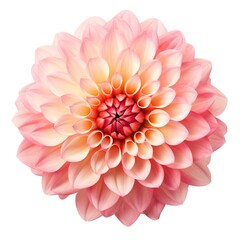 A single piece of dahlia top view isolated on white background