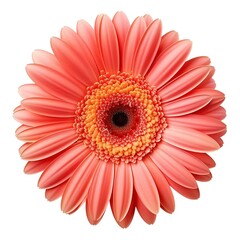A single piece of gerbera top view isolated on white background