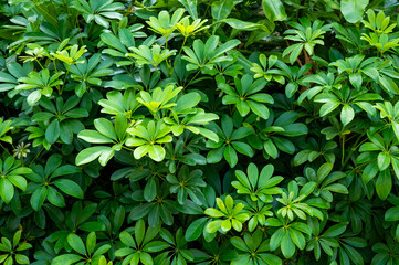 green leaves background