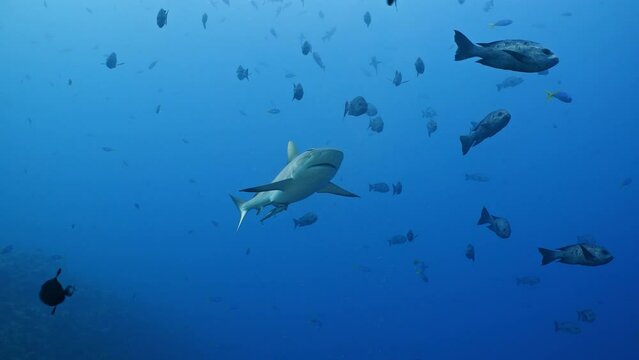 A Grey Reef Shark swims through fish towards camera