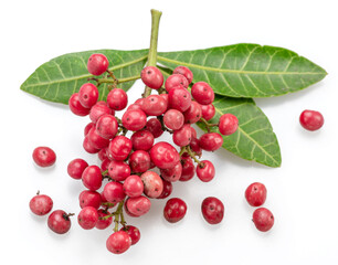 Fresh pink peppercorns on peruvian pepper tree branch isolated on white background.
