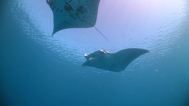 Two Manta Rays swim over camera in sunlit tropical water