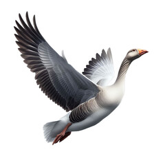 goose in flight isolated on transparent or white background, PNG
