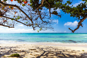 Coastal view with tree branches and white sand under blue sky. Anse Royale, Seychelles