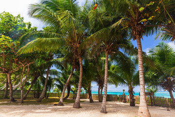 Fototapeta na wymiar Summer landscape with coconut palm trees in a garden