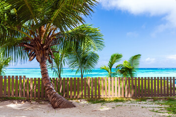 Anse Royale, summer landscape with coconut palm trees