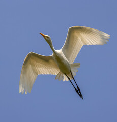 Flying Cattle Egret. Cattle Egret is a gregarious species and is most commonly seen foraging with grazing stock and in wetland areas.