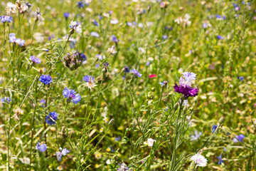 Flowers in the field. Blooming meadow background.