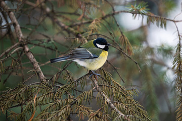 Tit on spruce branches close-up