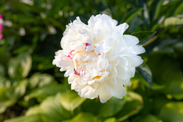 White peony flower close up