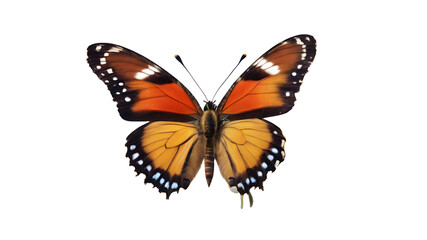 Fototapeta na wymiar Butterfly isolated on white, butterfly PNG, butterfly PNG transparent background, butterfly wallpaper, yellow, and brown color butterfly wallpaper,