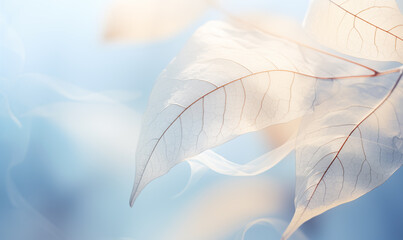 Fototapeta na wymiar Beautiful white leaves on blue background with bokeh effect.