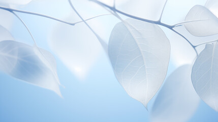 Fototapeta premium White leaves on blue background, soft focus. Nature abstract background.