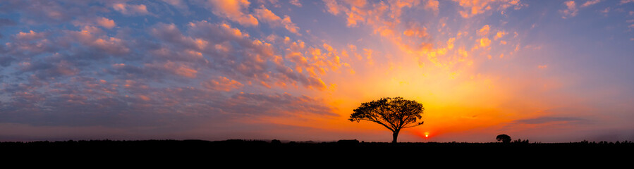 Panorama silhouette tree in africa with sunset.Alone Tree silhouetted against a setting sun.One dark tree.