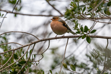 Beautiful portrait of a chaffinch, passerine bird on a tree branch with out-of-focus leaves looking laterally in the Sierra de Andujar, Andalucia, Spain, Europe