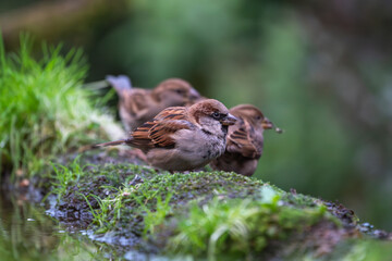 Beautiful portrait of a passerine bird on a trunk and vegetation next to water and blurred background with two more birds behind in the Sierra de Andujar, Andalucia, Spain, Europe