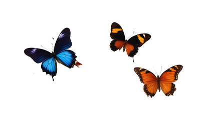 Fototapeta na wymiar Butterfly isolated on white, butterfly PNG, butterfly PNG transparent background, butterfly wallpaper, yellow, blue, and brown color butterfly wallpaper, Butterfly collection wallpaper, 