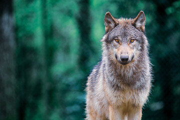 Gray wolf also known as timber wolf looking straight at you in the forest