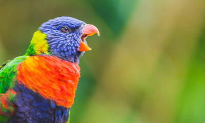 Rainbow Lorikeet parrot bird screaming, opening its beak wide. Photography taken