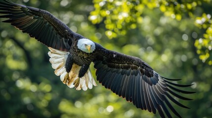 Obraz premium American bald eagles spread their wings wide to fly high.