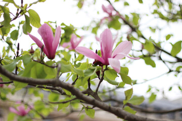 Magnolia Tree Flowers. Spring in Paris, France.