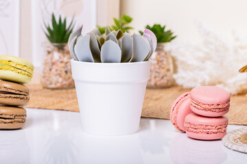 An elegant flower placed in a pristine white pot decorates the surface of an elegant white table, surrounded by a delightful array of vibrant macarons that paint a picturesque scene of sweets