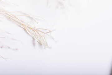 Bright spring wallpaper with white flower stems, perfect for refreshing any space