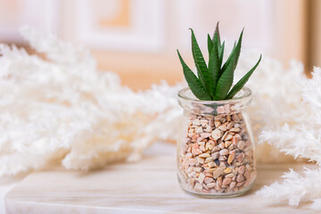Amidst a rustic tableau of bohemian adornments, a verdant succulent thrives within a delicate glass...