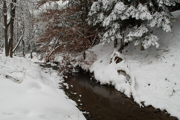 forest stream in winter, trees covered with snow