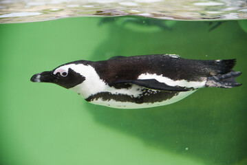 Penguin swimming in green water in the aquarium.