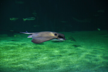 Stingray beautiful fish swimming in the aquarium.
