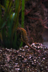 Hippocampus swimming in an aquarium.